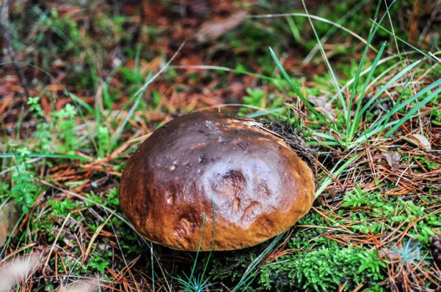 Boletus edulis